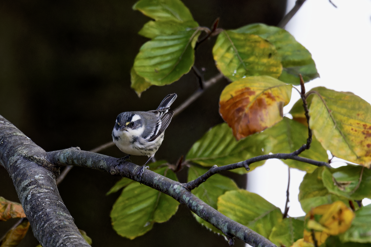 Black-throated Gray Warbler - ML645457831