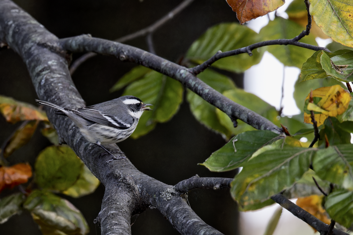 Black-throated Gray Warbler - ML645457832