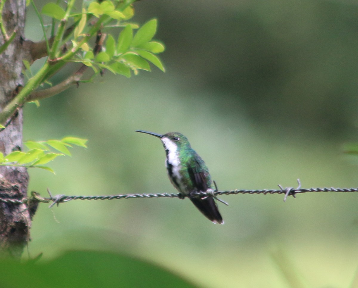 Колібрі-манго панамський - ML645457833