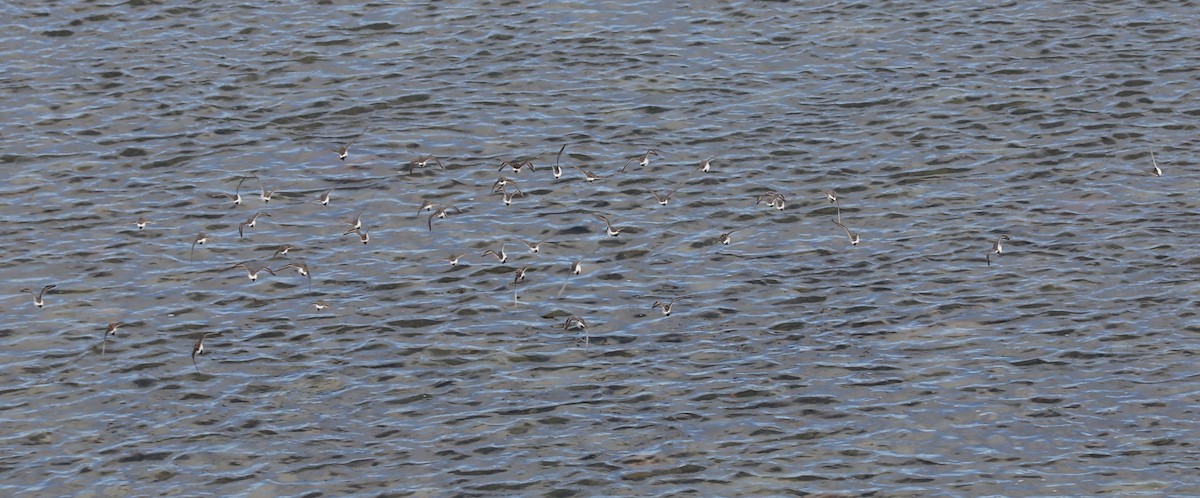 コシジロウズラシギ - ML645457838