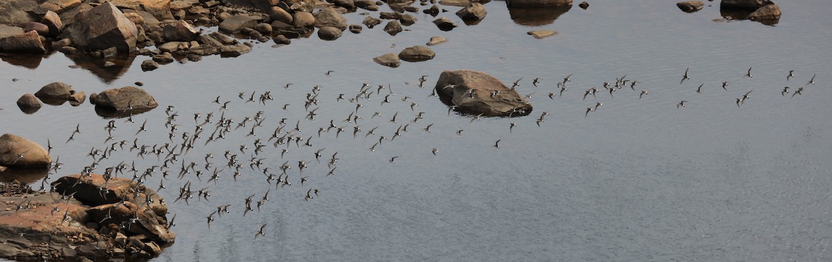 コシジロウズラシギ - ML645457839