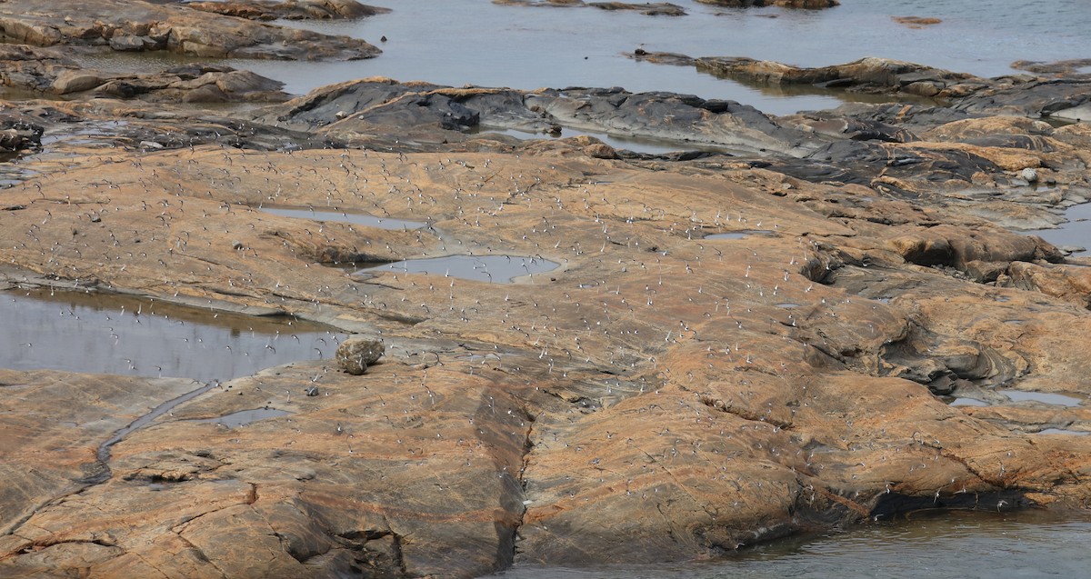 コシジロウズラシギ - ML645457840