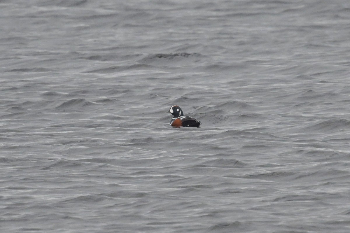 Ahate arlekina - ML645457856