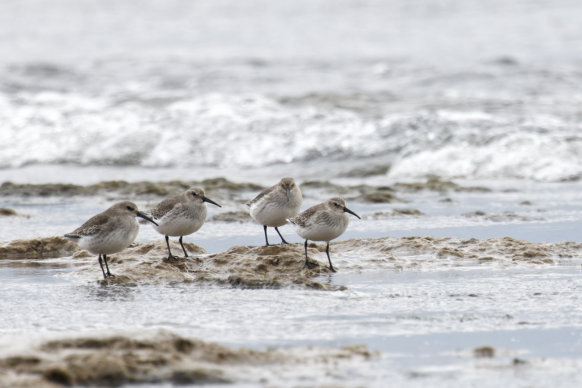 Dunlin - ML645457867