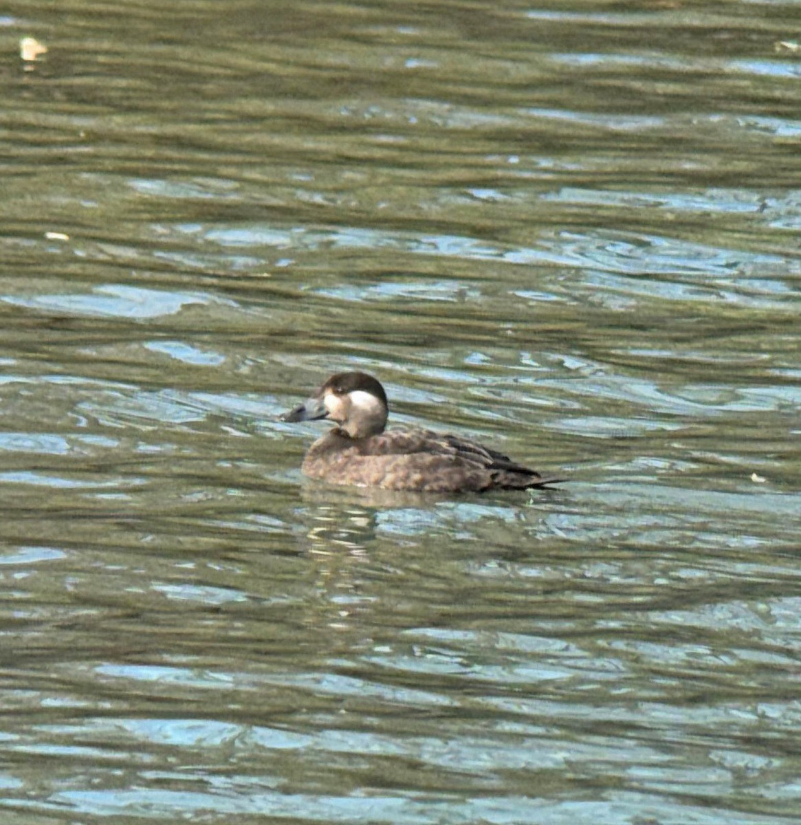 Surf Scoter - ML645457874