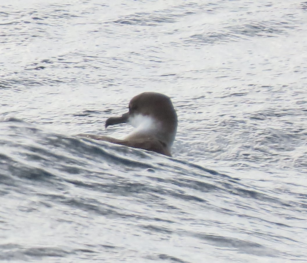 Great Shearwater - ML645457877