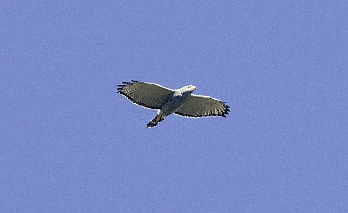 Gray Hawk - ML645457889
