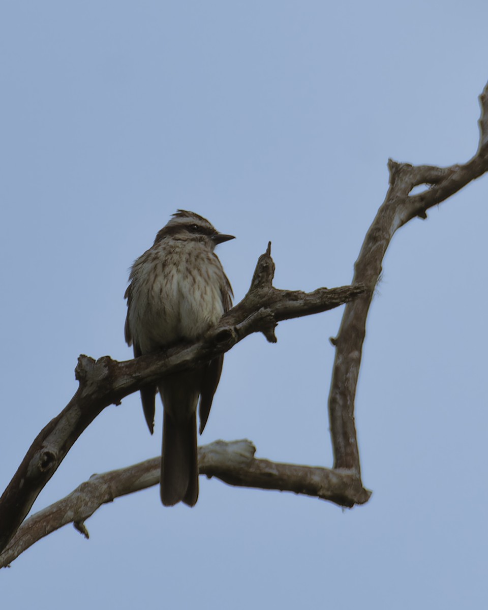 Variegated Flycatcher - ML645457890