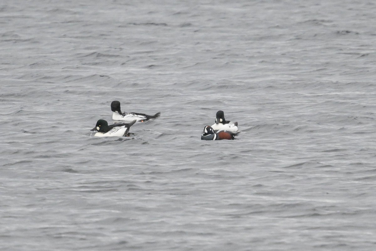 Ahate arlekina - ML645457895