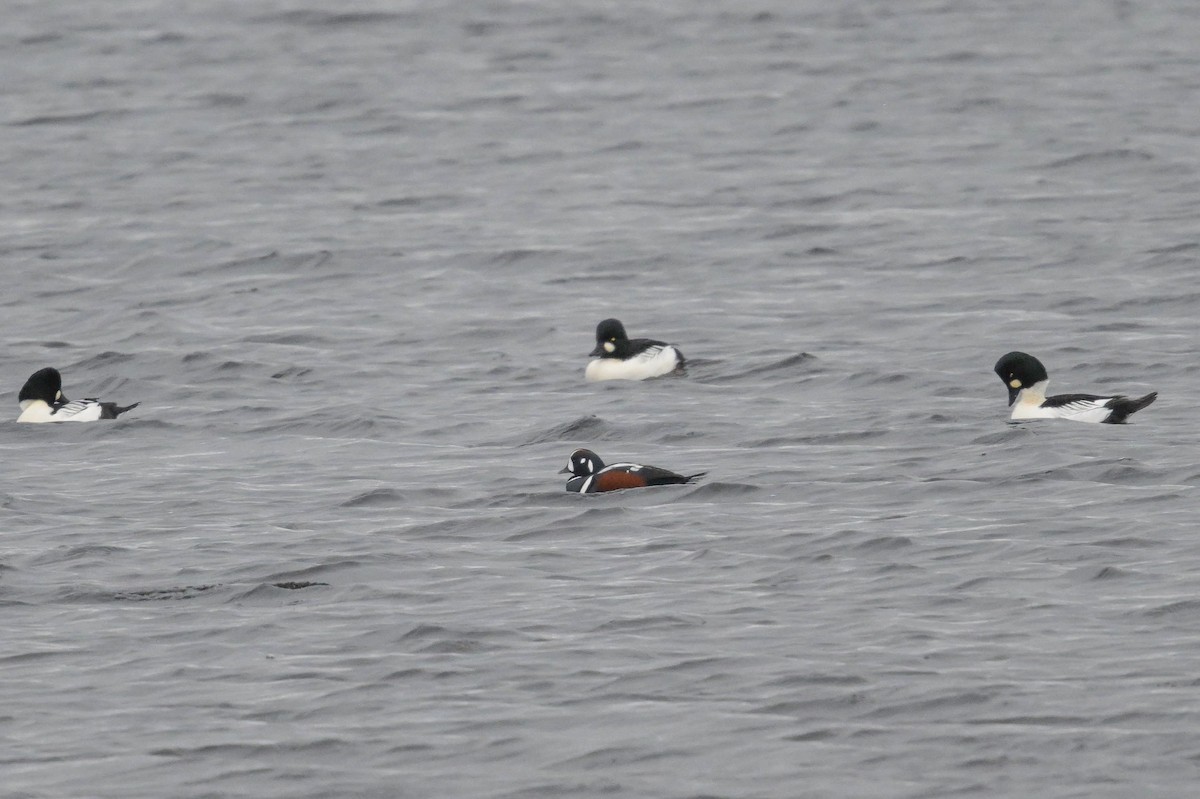 Ahate arlekina - ML645457897