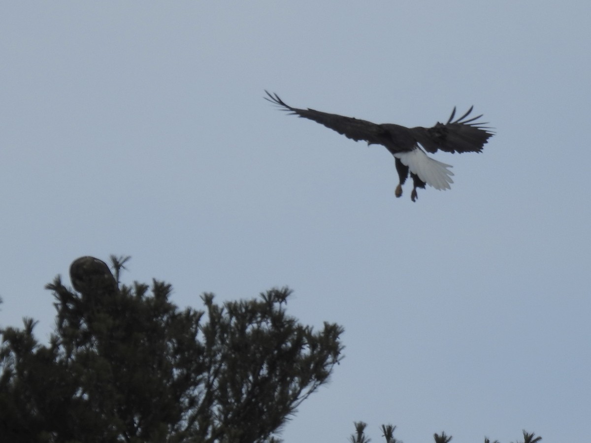 Bald Eagle - ML645457905