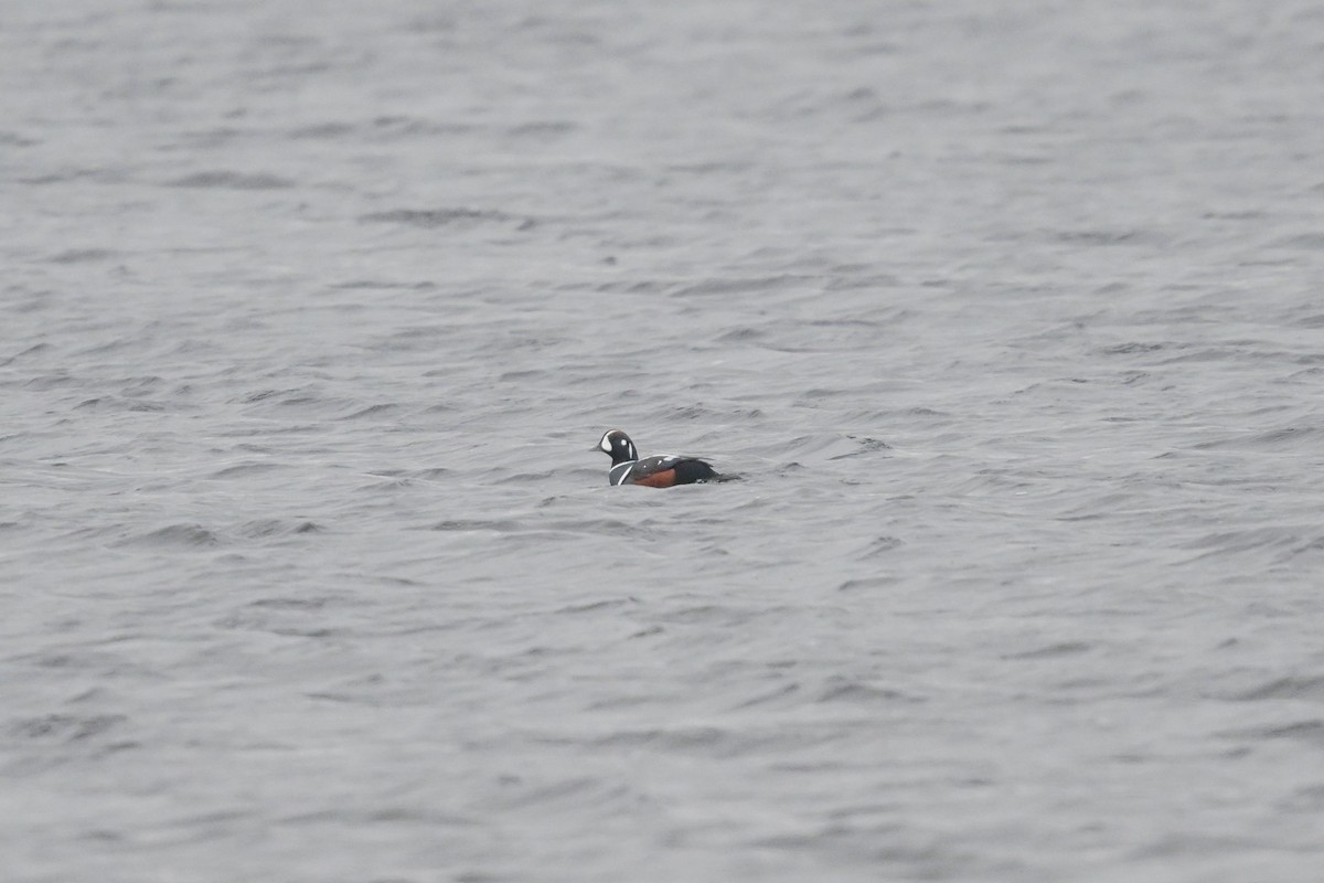 Ahate arlekina - ML645457919