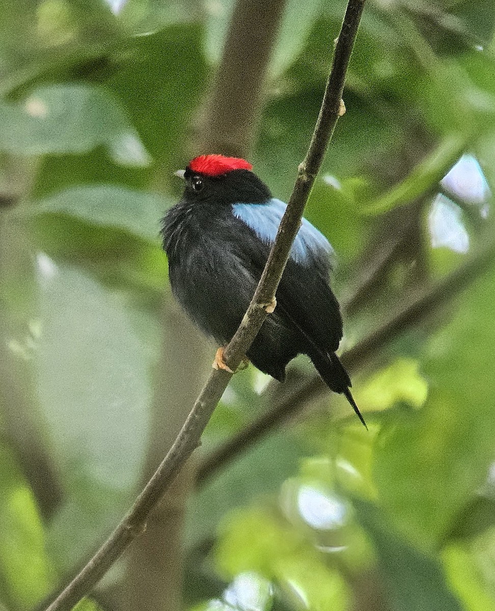 Манакін-червононіг гострохвостий - ML645457927