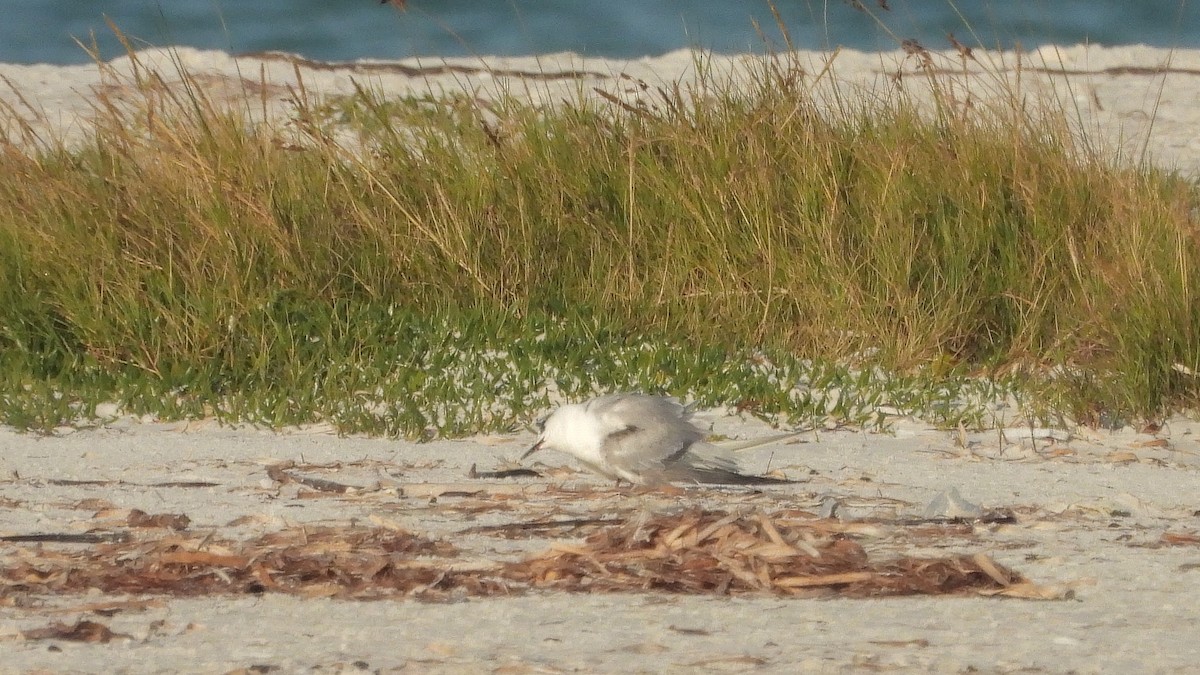 rybák obecný - ML645457933