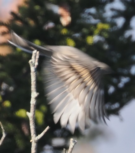 Townsend's Solitaire - ML645457942