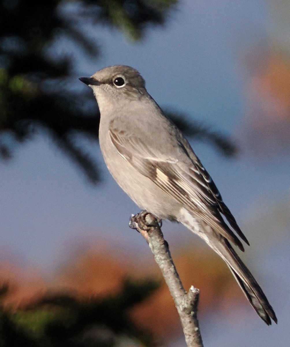 Townsend's Solitaire - ML645457943