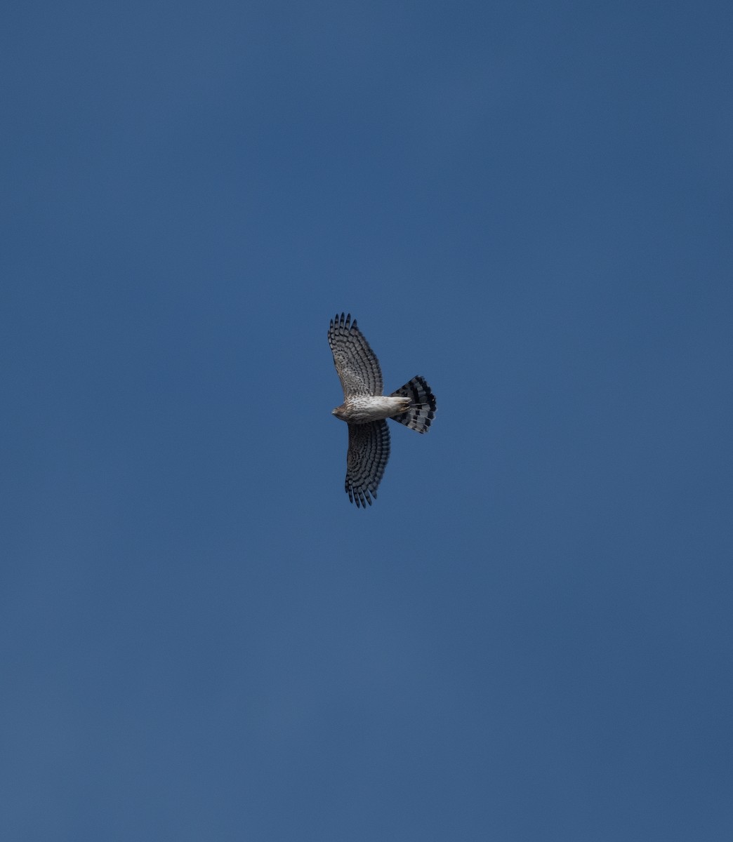 Cooper's Hawk - ML645457945