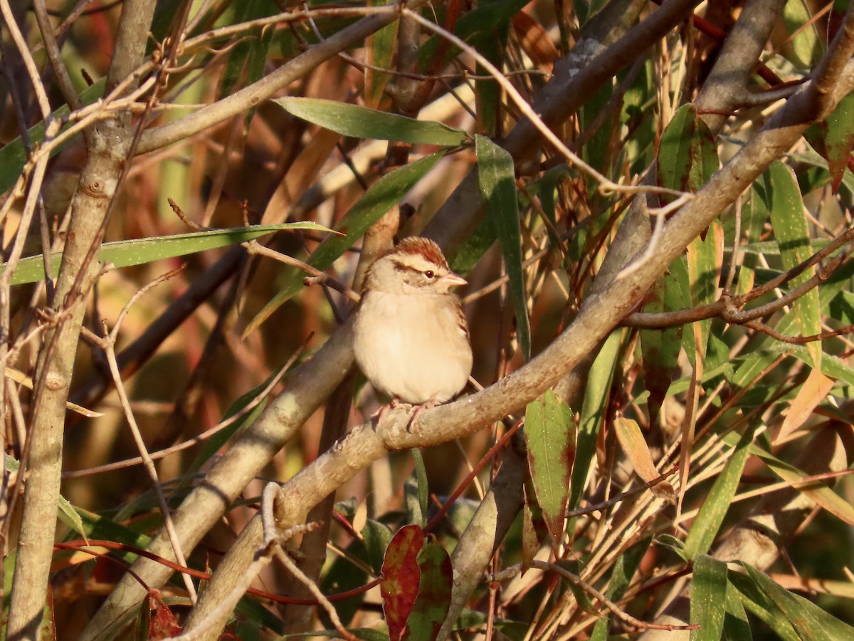 Chipping Sparrow - ML645457946