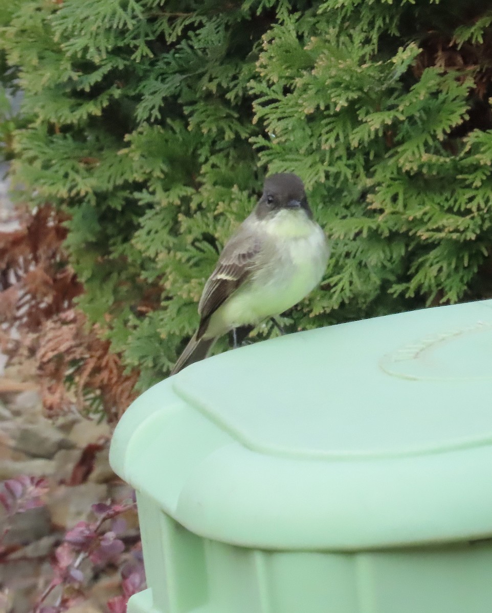 Ak Karınlı Fibi - ML645457951