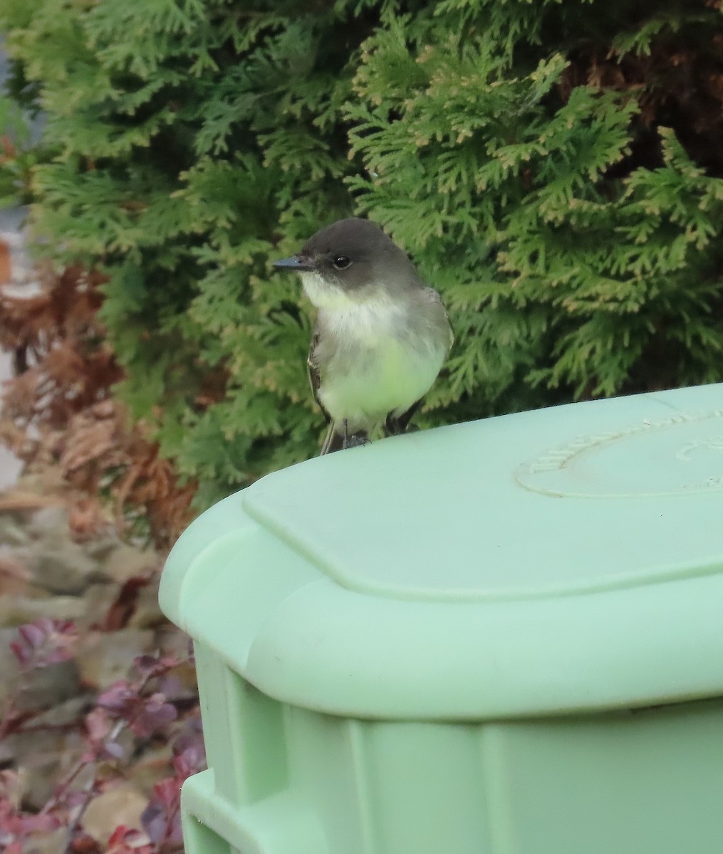 Ak Karınlı Fibi - ML645457952