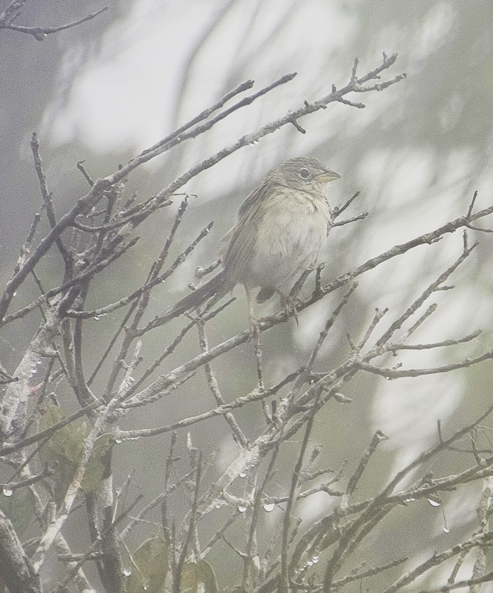 Трав’янець гострохвостий - ML645457953