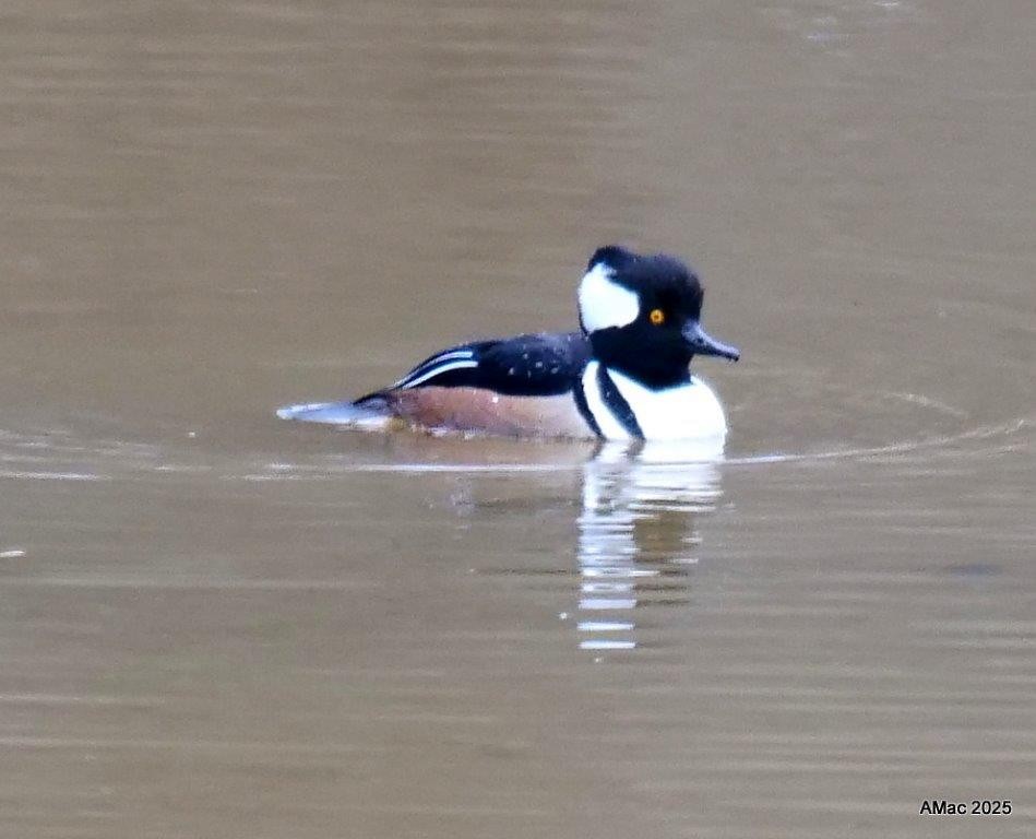 Hooded Merganser - ML645457962