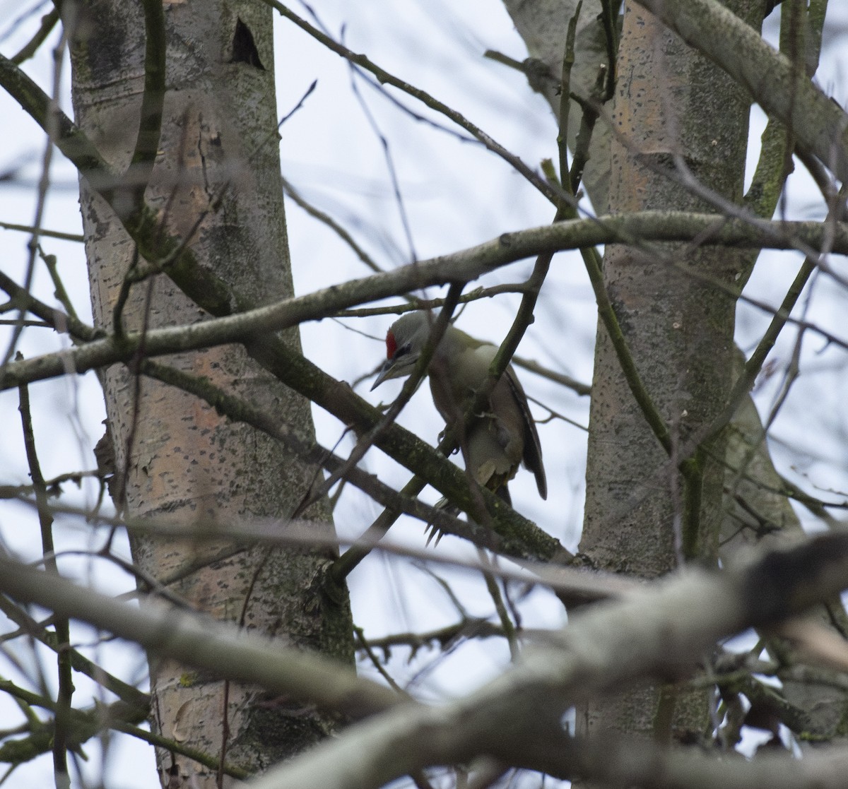 Жовна сива - ML645457970