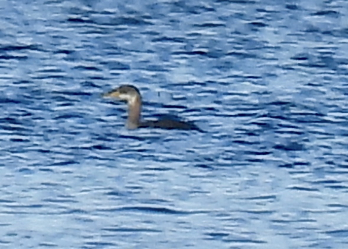 Grèbe jougris - ML645457988