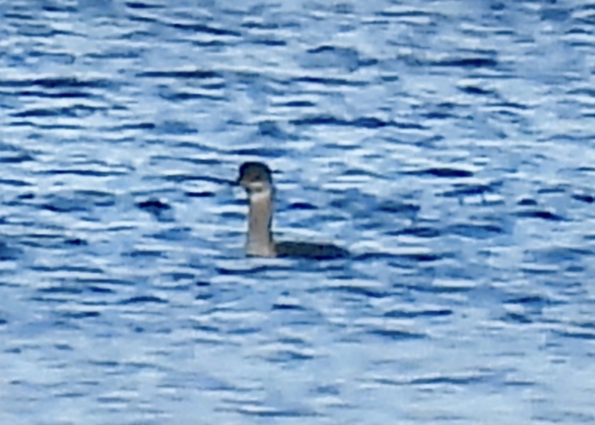 Grèbe jougris - ML645457989