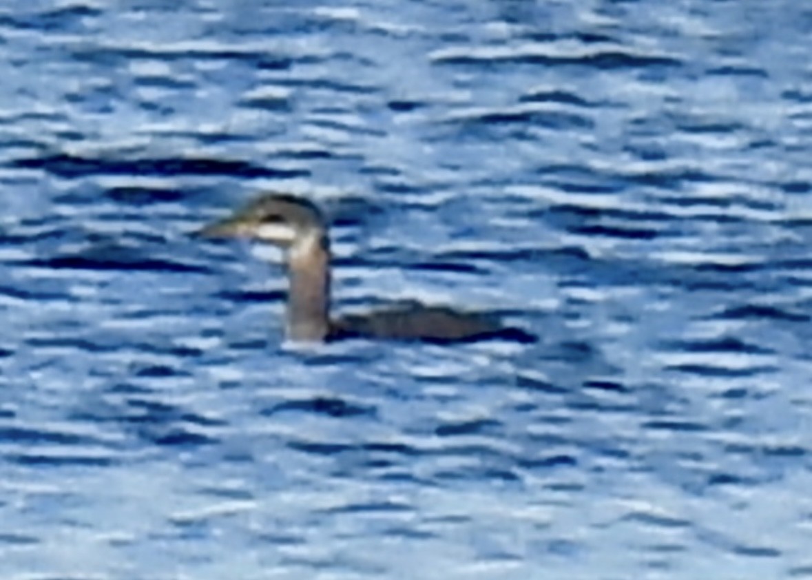 Grèbe jougris - ML645457990