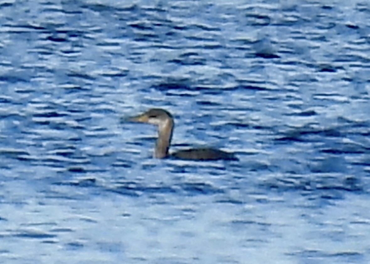 Grèbe jougris - ML645457991