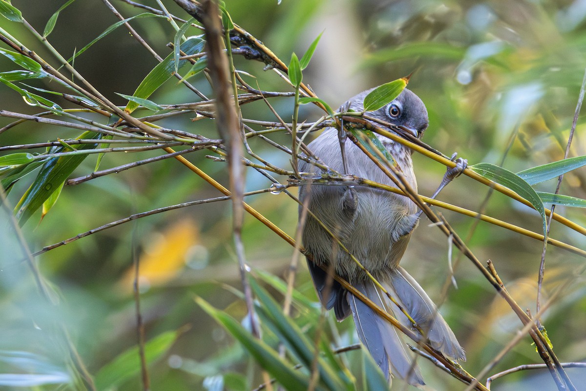 Taiwan Fulvetta - ML645457992