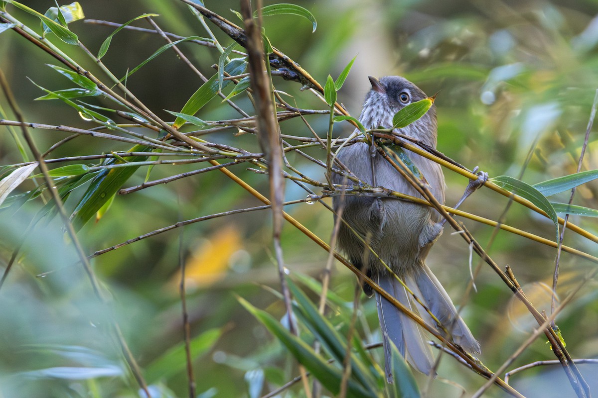 Taiwan Fulvetta - ML645457993
