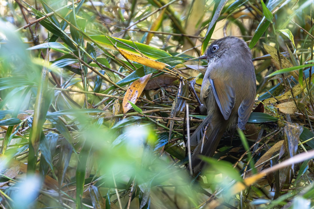 Taiwan Fulvetta - ML645457994