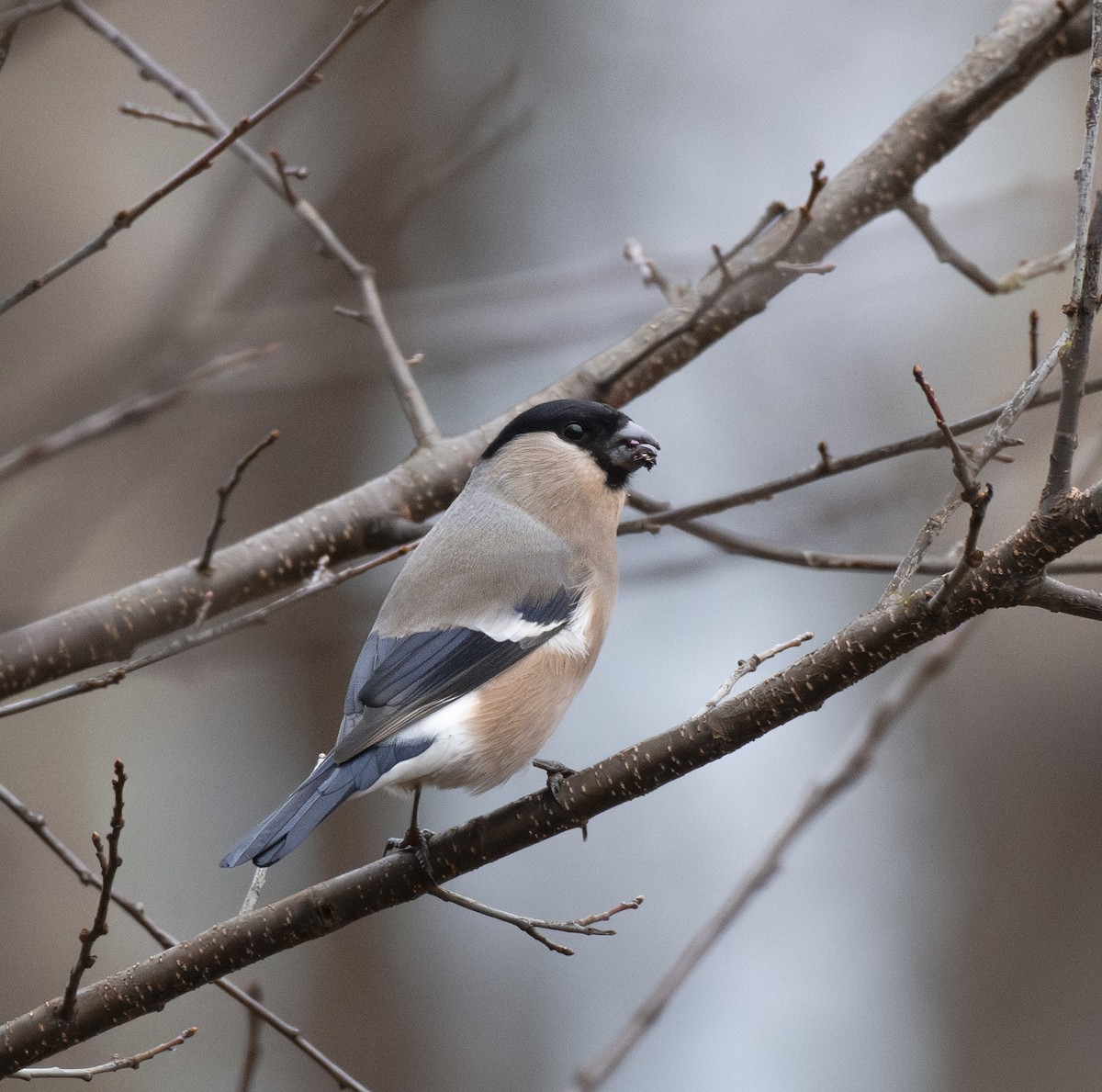 hýl obecný - ML645457997