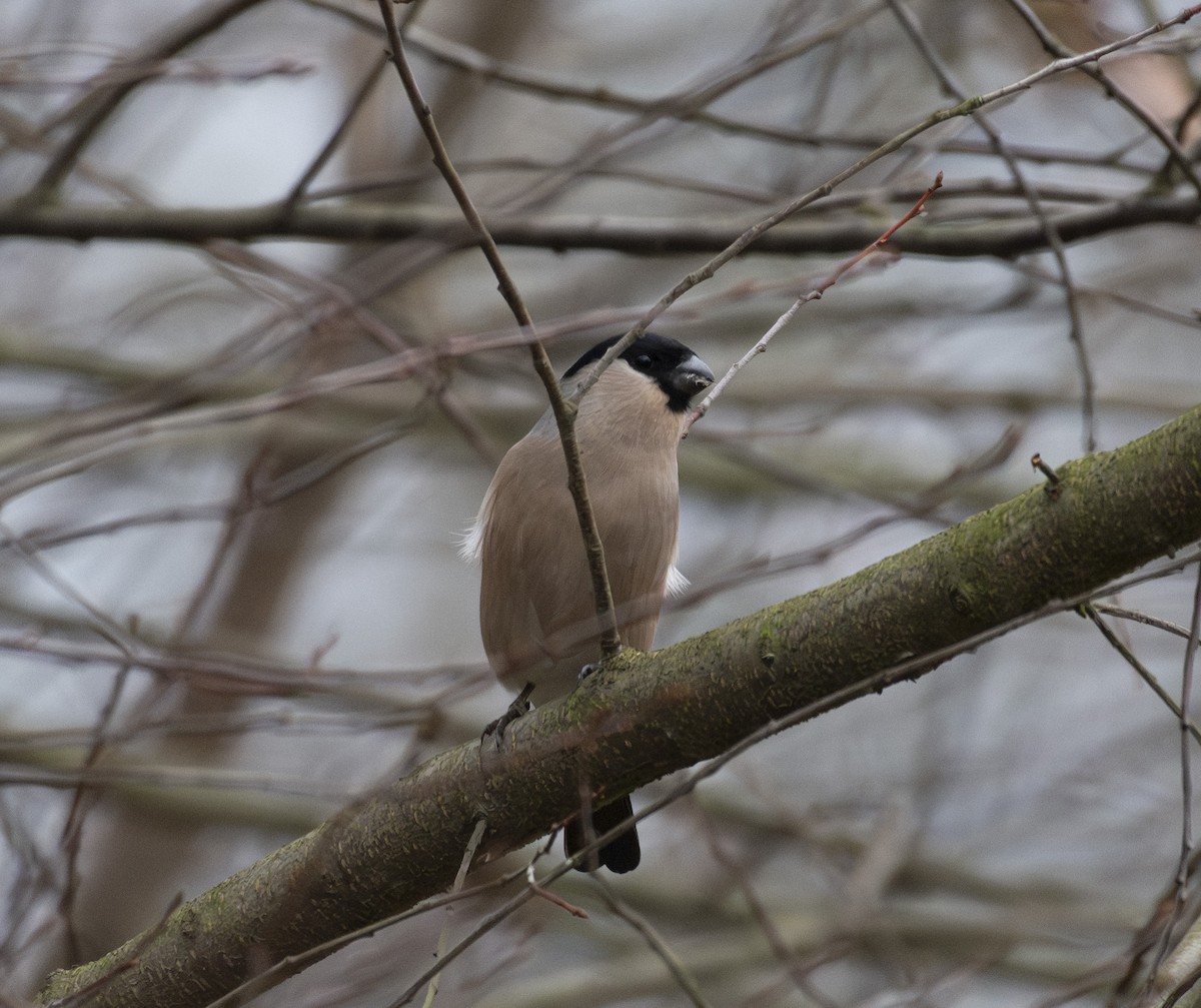 hýl obecný - ML645457998