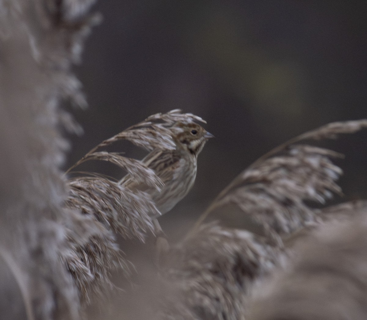 strnad rákosní - ML645458005