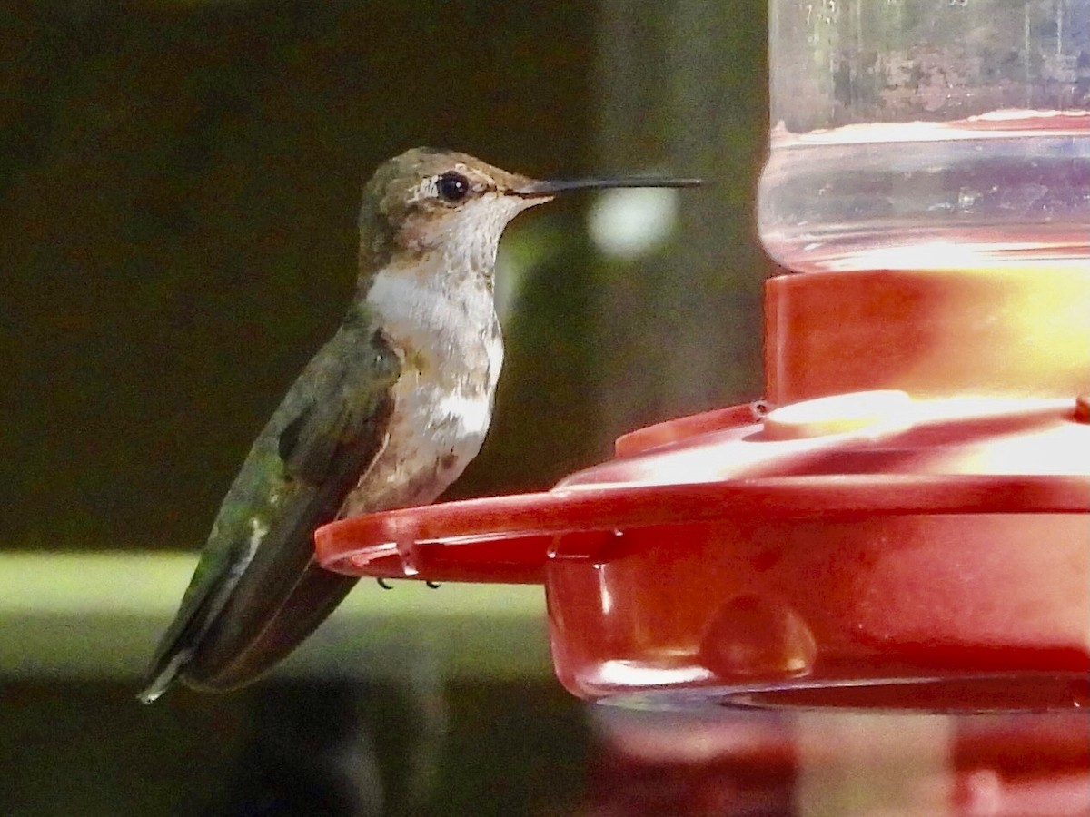 Black-chinned Hummingbird - ML645458026