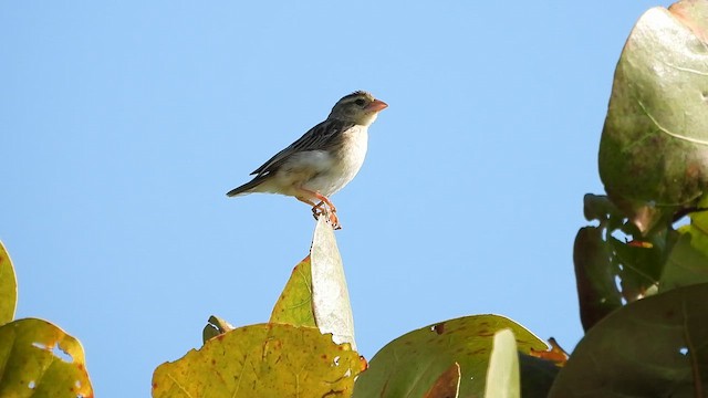 Northern Red Bishop - ML645458040