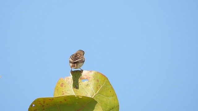 Northern Red Bishop - ML645458041