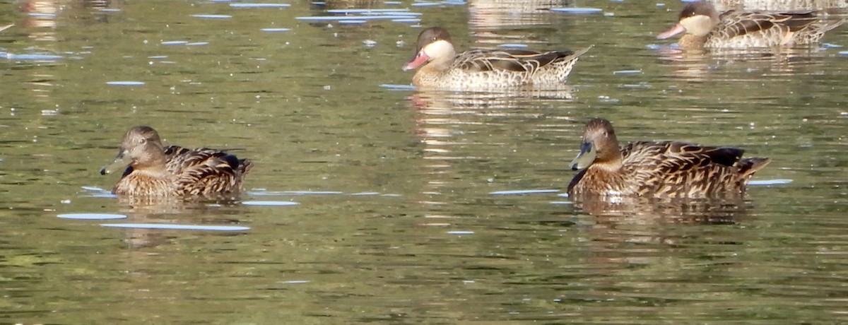 Meller's Duck - ML645458046