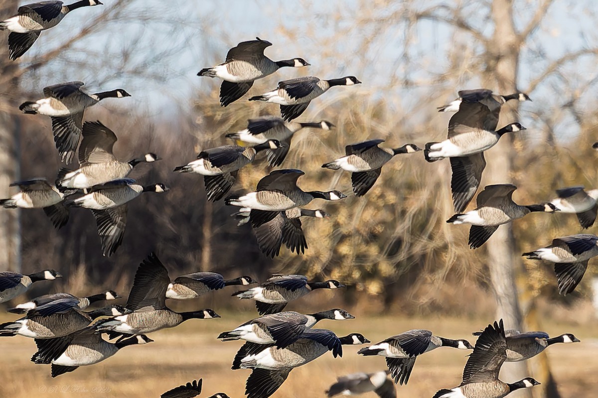 小加拿大雁 - ML645458051