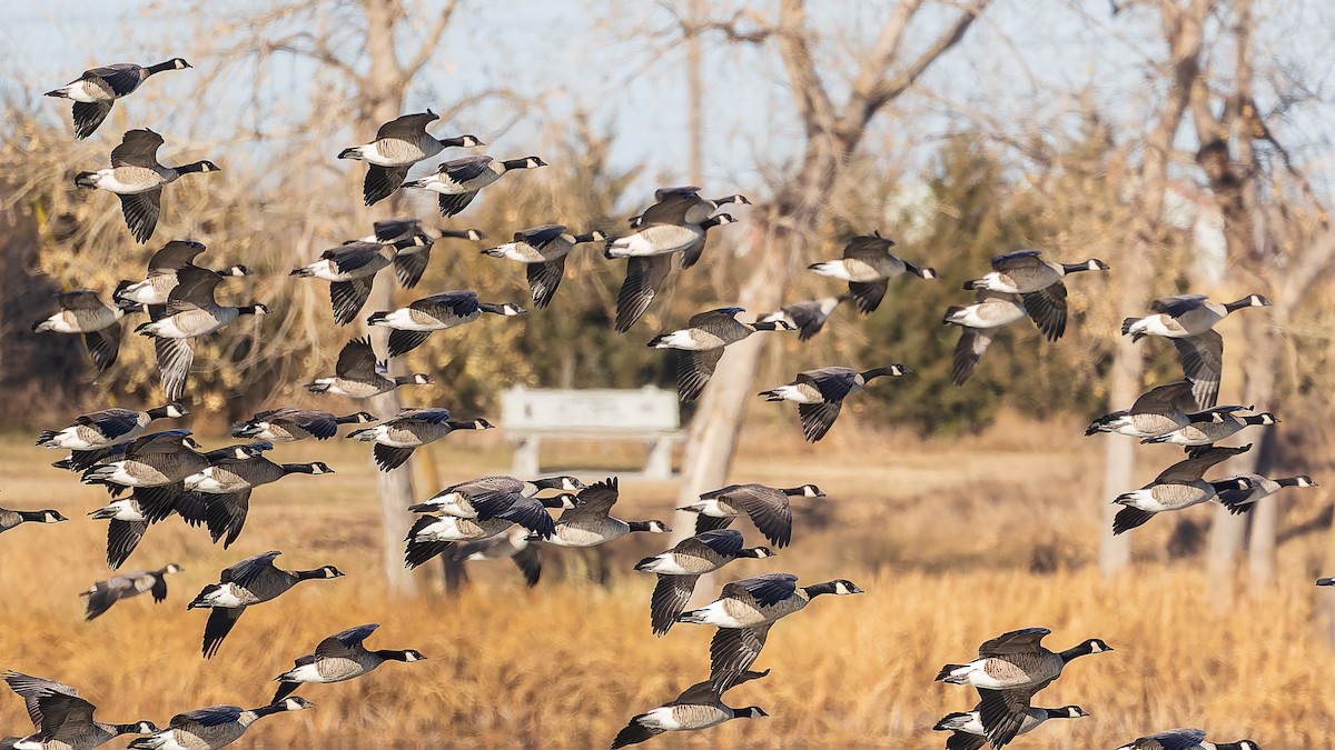 小加拿大雁 - ML645458052