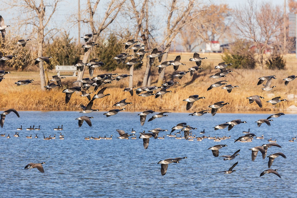 小加拿大雁 - ML645458054