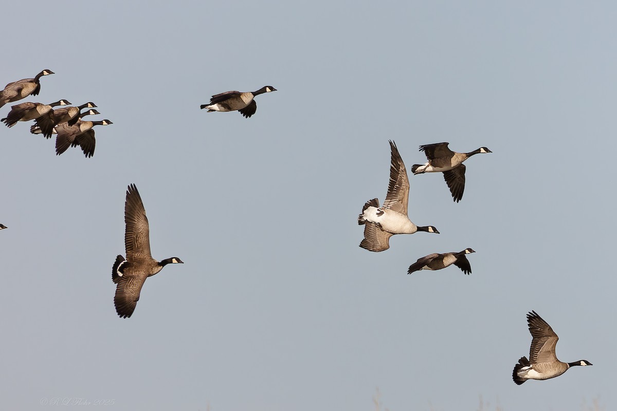 小加拿大雁 - ML645458063