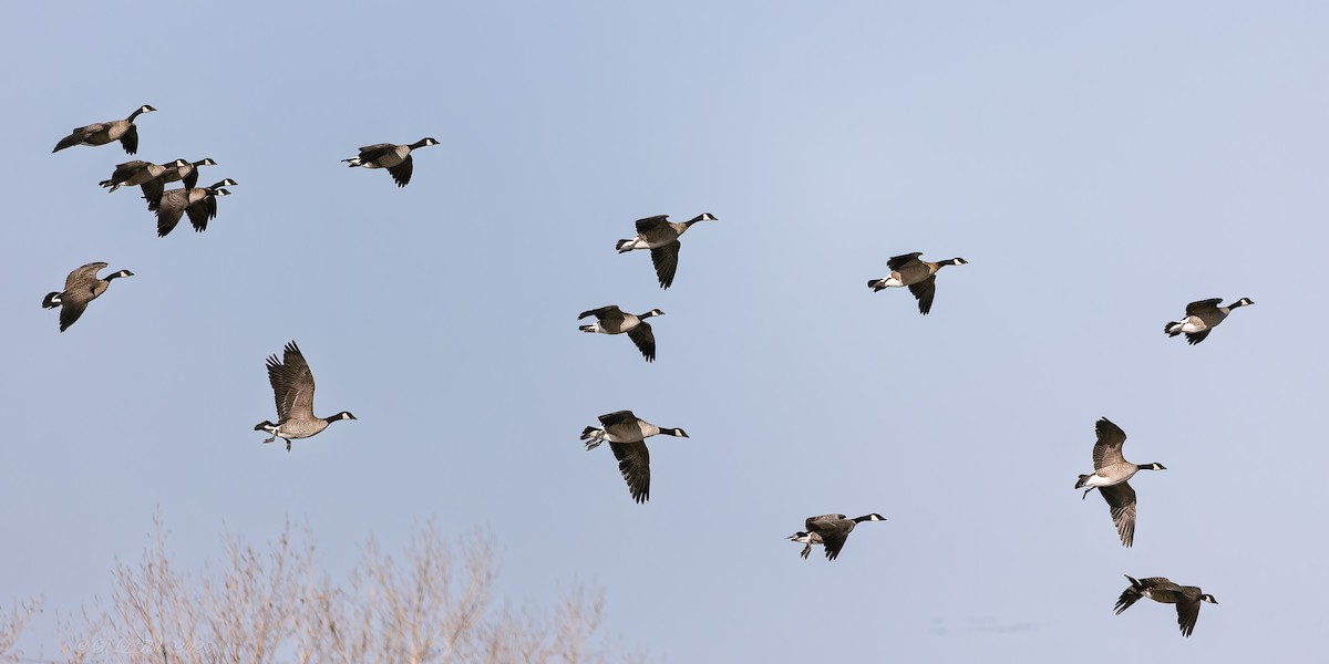 小加拿大雁 - ML645458064