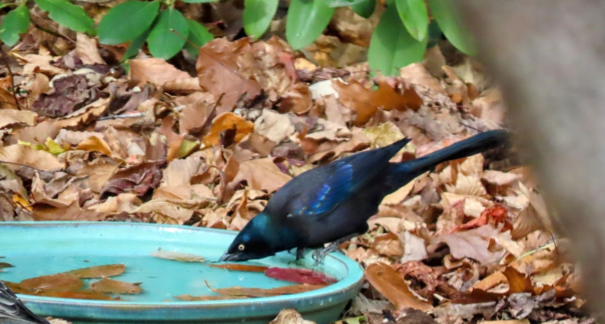 Common Grackle - ML645458067