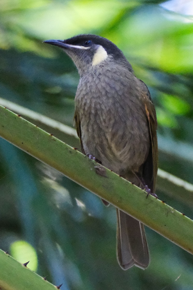 Lewin's Honeyeater - ML645458069