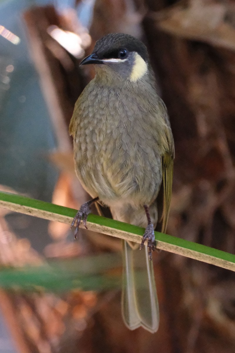 Lewin's Honeyeater - ML645458070
