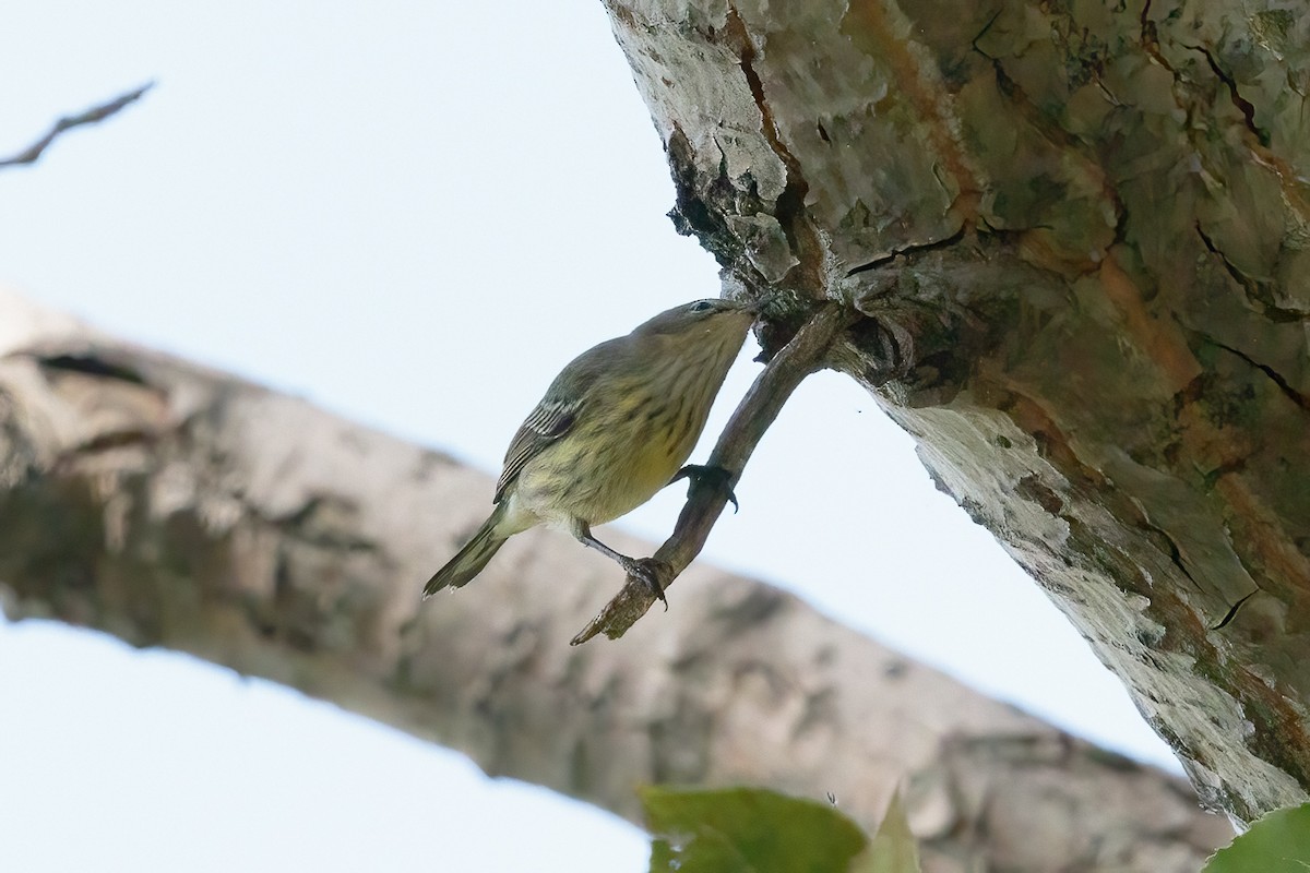 Cape May Warbler - ML645458071